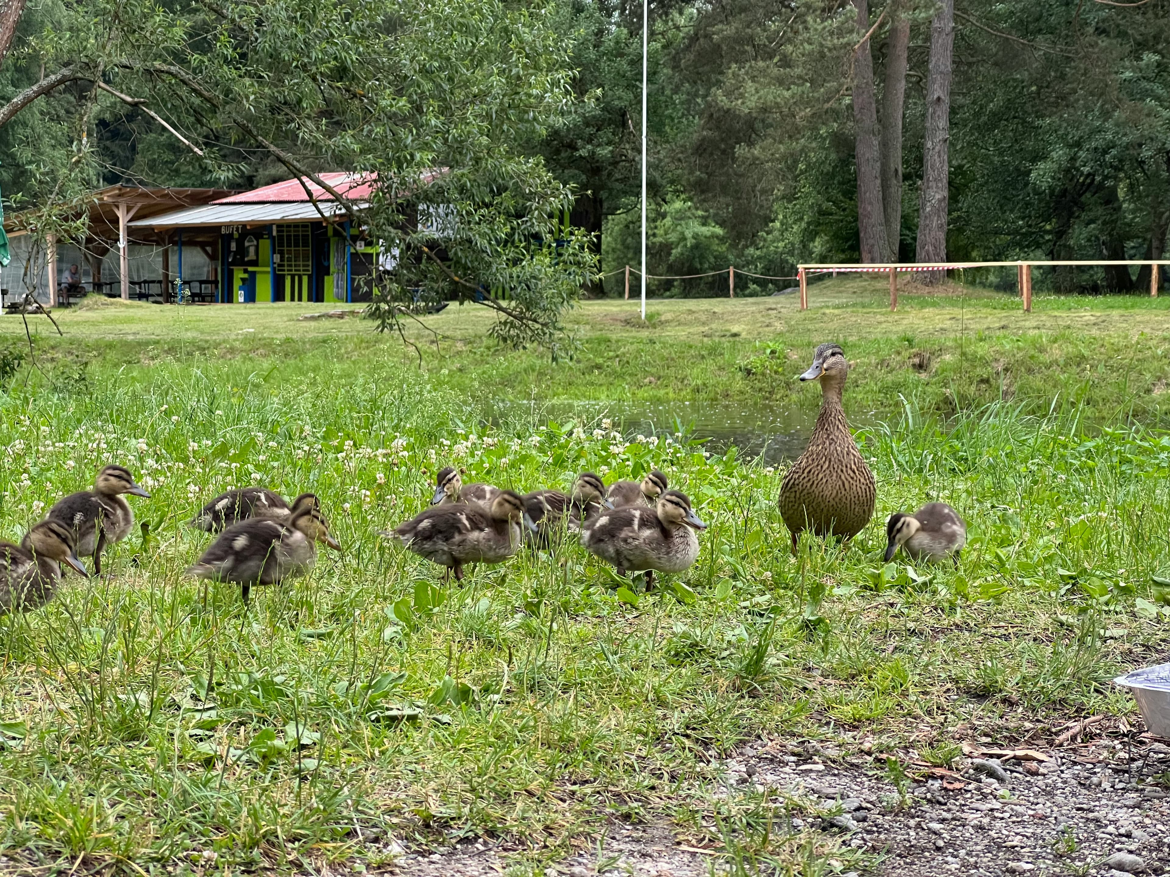 Family farm plot rental